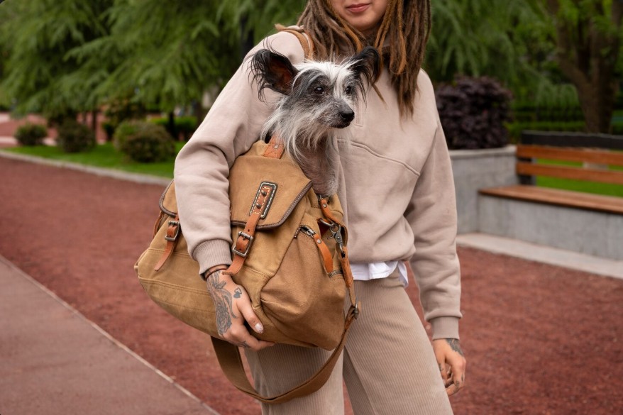 move pets dog in a bag